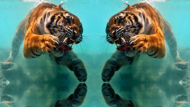 Тигры под водой