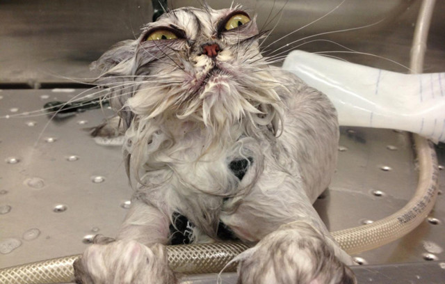 Мокрые киски 2