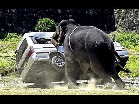  Нападения животных на людей