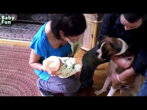 Реакция собак на малышей