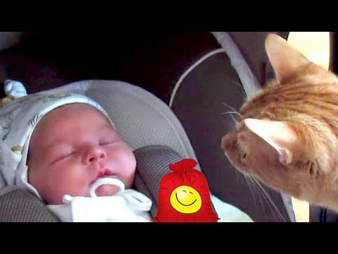 Реакция котов на малышей