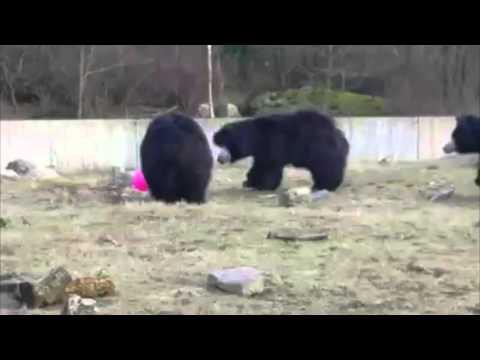 Медведи тоже любят играть с воздушными шариками!