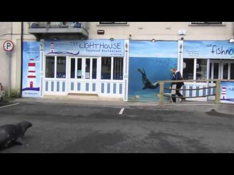 Тюлень стал постоянным посетителем рыбного ресторана в Ирландии