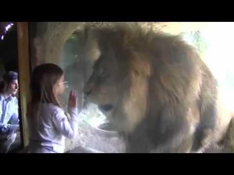 Лев "атаковал" маленькую девочку, которая разозлила его своими воздушные поцелуями