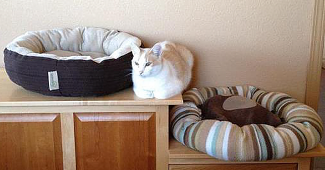 55 кошек, пользующихся подарками, которые для них так тщательно выбирали хозяева 