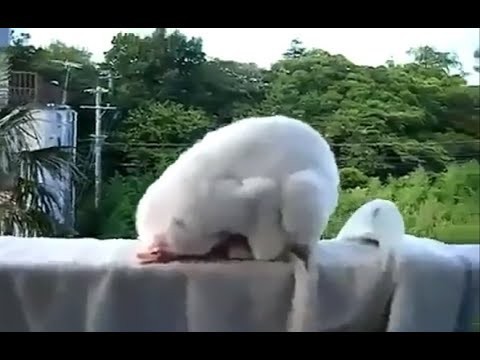 Как хочу так и сплю