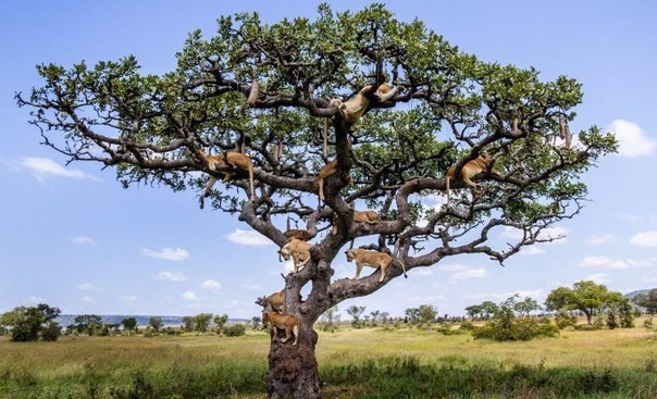 К такому дереву и не подойдешь