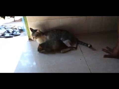 Кот со сломанным инстинктом охотника