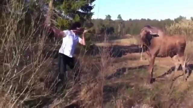 Лось или мужик, кто победит?