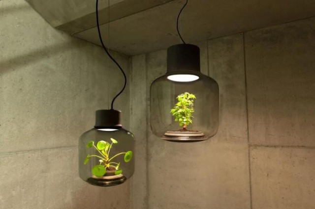 Лампы с растениями, растущими без участия человека 