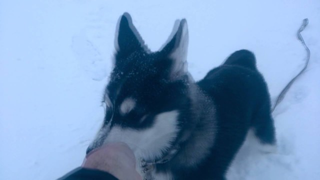 Хаски Кай: играем на футбольном поле / Play on the football field