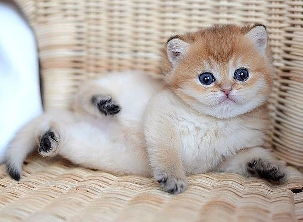 Самый милый котенок