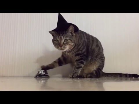 Кот надрессировал человека давать еду по звонку