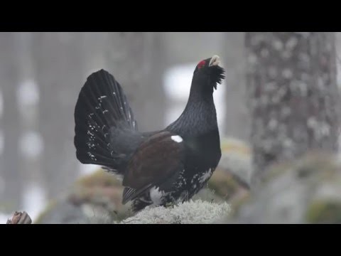 Глухари на току