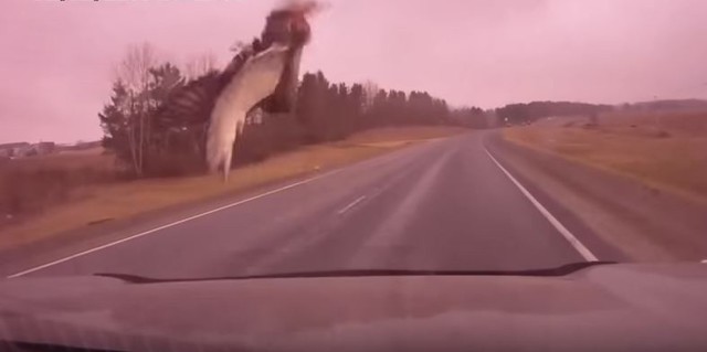 О утка прилетела. Берем! 