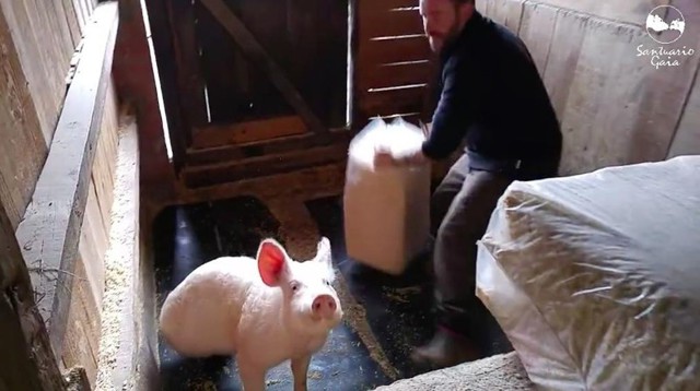 Свинка дико обрадовалась, когда ей принесли свежую постель: невероятно милое видео