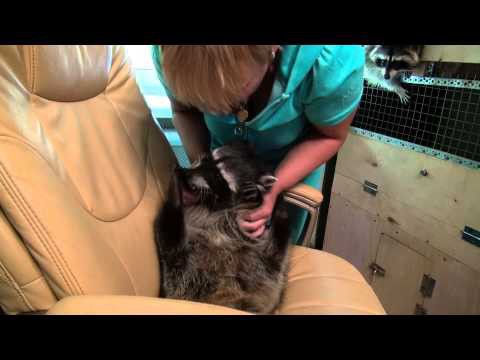 Крошка енот