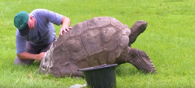 Старейшая в мире гигантская черепаха приняла ванну в первый раз за 184 года
