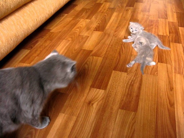 Котята учатся ходить