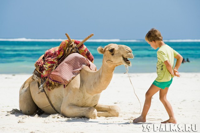  Не скучай, Camel, я скоро приеду