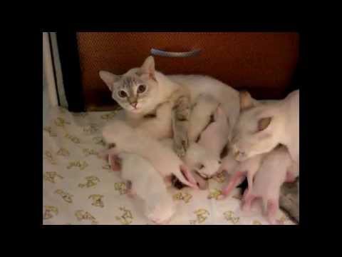 Чужих детей не бывает