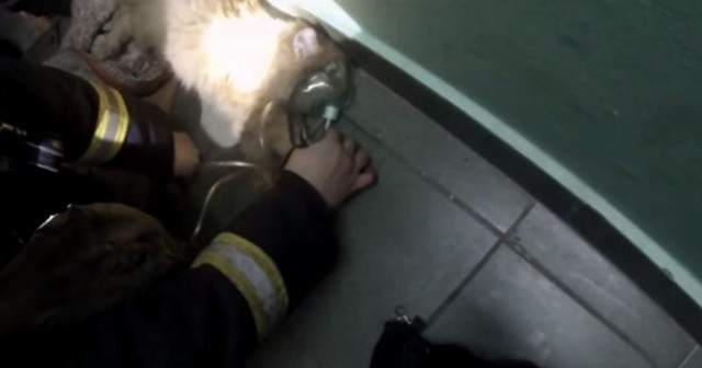 «Давай, давай, малыш! Дыши!» Российские пожарные спасли кота от отравления угарным газом