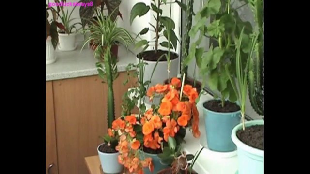 Какие цветы посадить на балконе