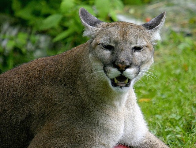 Неожиданная встреча: женщина столкнулась лицом к лицу с редчайшей пумой 