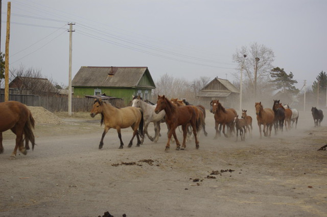 Табун лошадей в домашнем хозяйстве
