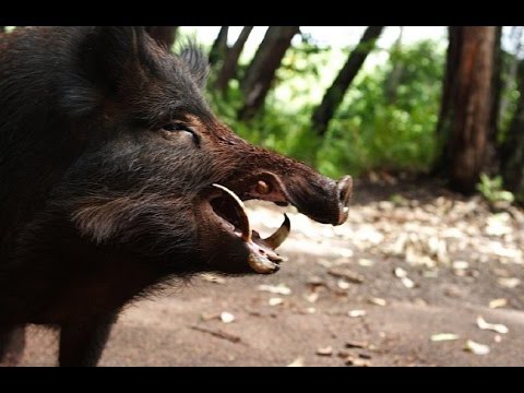 Атака диких кабанов! Нападение кабанов! 