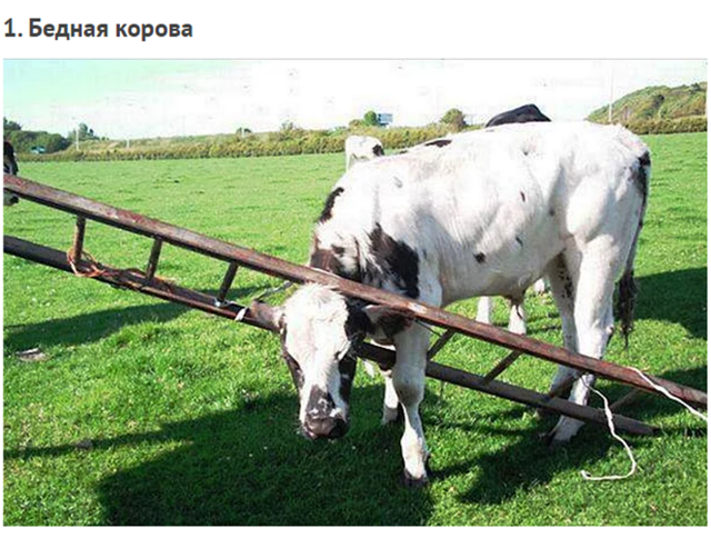 Животные, попавшие в трудную ситуацию