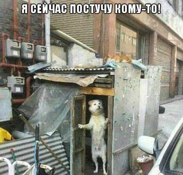 Смешные картинки с надписями
