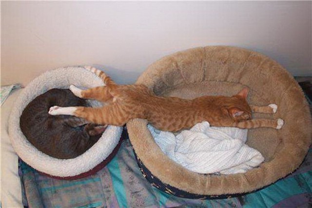 Кошачья логика