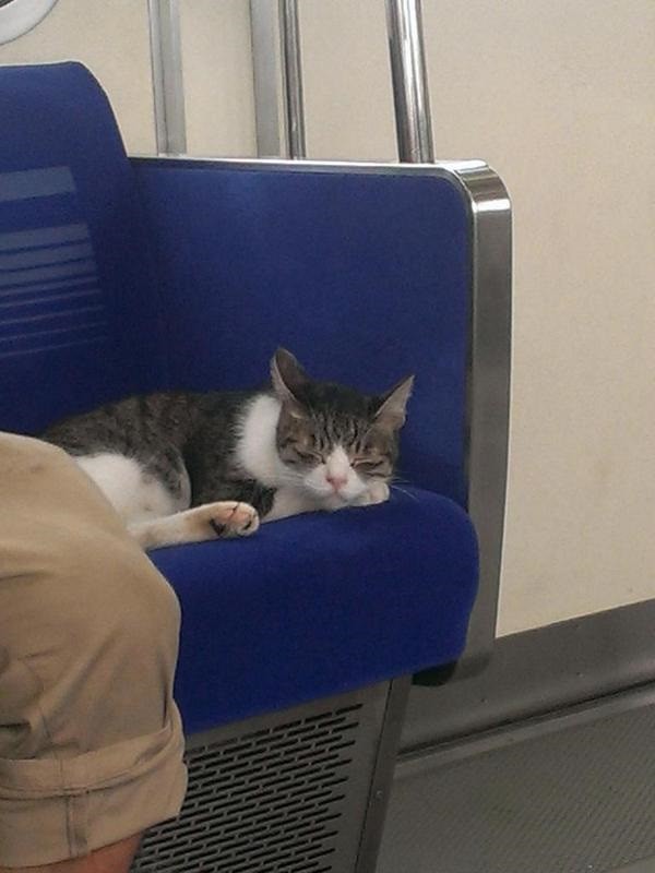 В Японии кошка сама путешествует на поездах