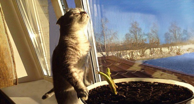 Котейки в ожидании весны