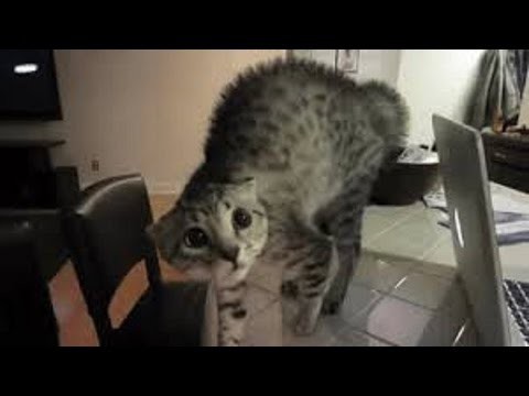 Смешные кошки