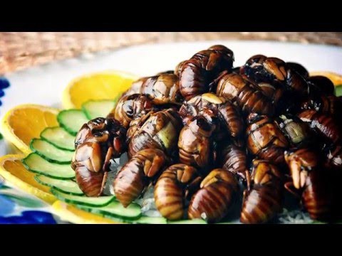 Самые гадкие и необычные блюда в мире