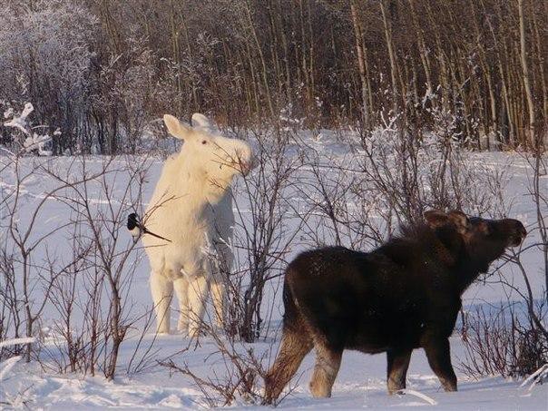 Еще немного позитива! По просьбам друзей Солянка, часть 4