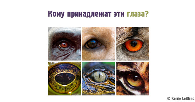 Тест: Какому существу принадлежат глаза? (15 вопросов)
