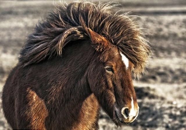 Дикие лошади Исландии в игривом настроении