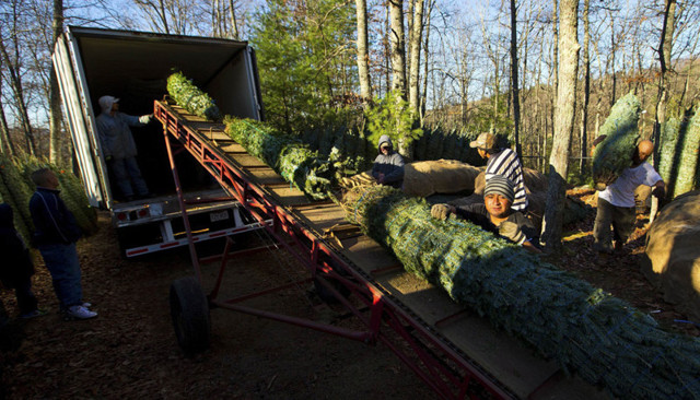 Как заготавливают новогодние елки в США