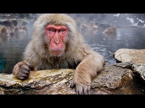 Японский макак