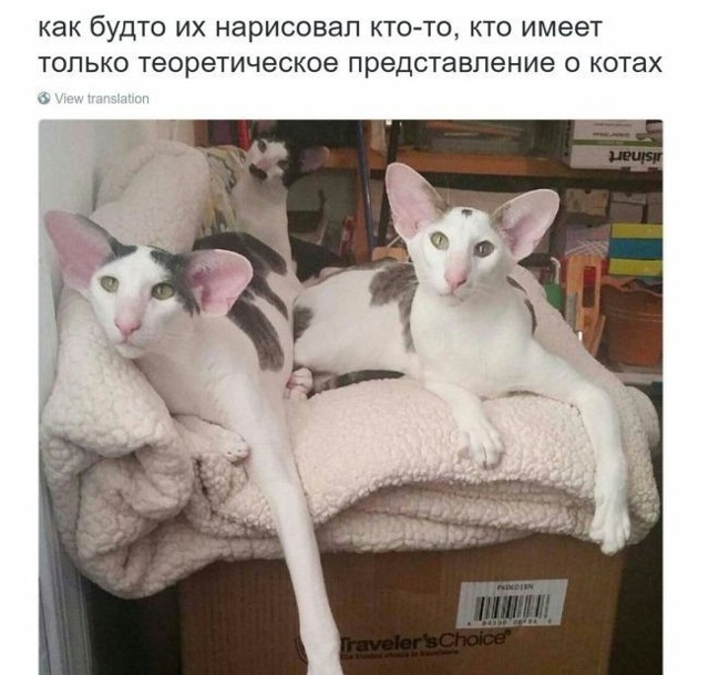 Смешное из интернета