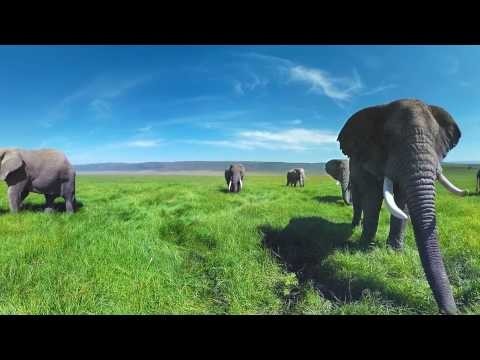 Обзор в 360° 4K. Дикие слоны