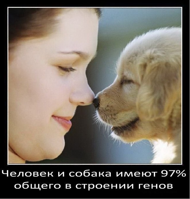 Интересности о собаках