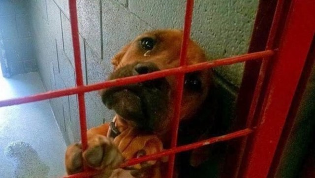 Фото этой печальной собаки разлетелось по Интернету, и всего  за несколько дней её жизнь изменилась