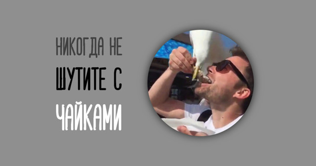 Лучше наткнуться на психопата с ножом, чем на... чайку
