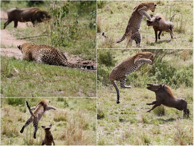 Невероятный прыжок леопарда во время охоты на бородавочника