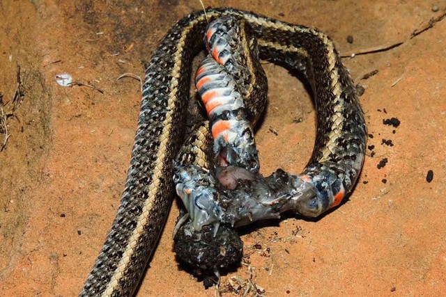 Кошмар наяву: тарантул, пожирающий змею