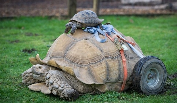 Самец черепахи стал инвалидом после 2-месячного секс-марафона